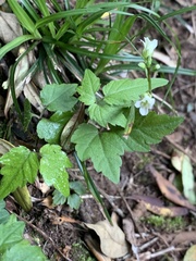 Cardamine africana