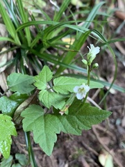 Cardamine africana