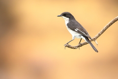 Fiscal Flycatcher photo 2