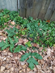 Heracleum sosnowskyi