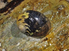 Nerita chamaeleon