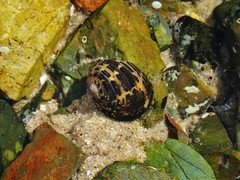 Nerita chamaeleon