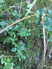 Lonicera villosa