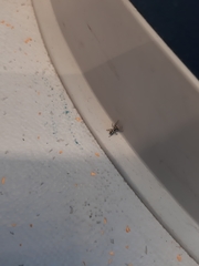 Salticus scenicus