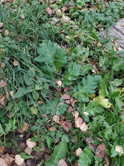 Heracleum sosnowskyi