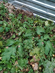 Heracleum sosnowskyi