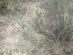 Parkinsonia texana