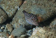 Canthigaster amboinensis