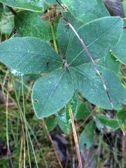Lonicera villosa