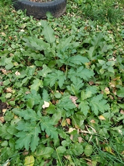 Heracleum sosnowskyi