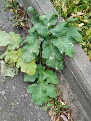 Heracleum sosnowskyi