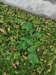 Heracleum sosnowskyi