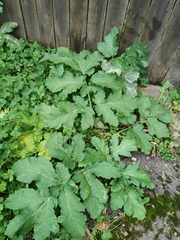 Heracleum sosnowskyi