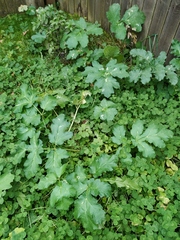 Heracleum sosnowskyi