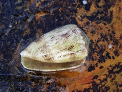 Conus arenatus