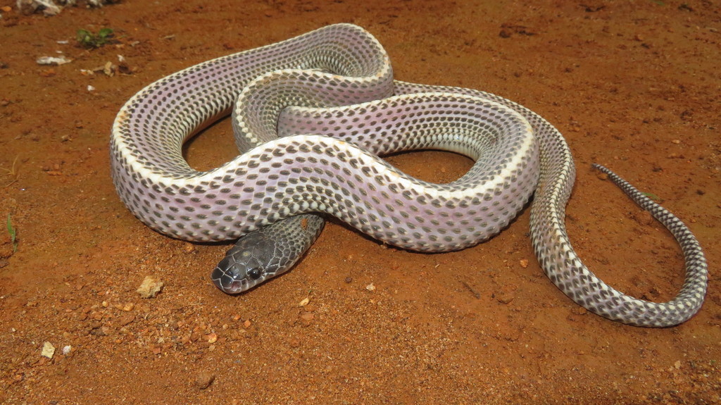 Common File Snake