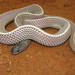 Cape File Snake - Photo (c) John Lyakurwa, some rights reserved (CC BY), uploaded by John Lyakurwa