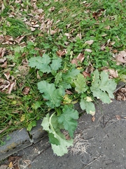 Heracleum sosnowskyi