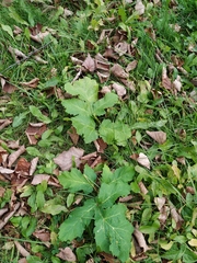 Heracleum sosnowskyi
