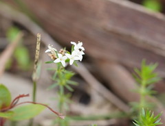 Asperula scoparia