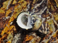 Nerita chamaeleon