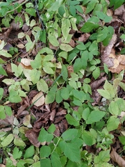 Aegopodium podagraria