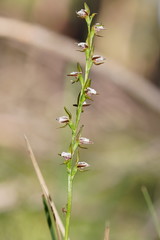 Prasophyllum brevilabre