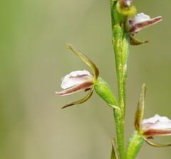 Prasophyllum brevilabre