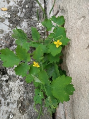 Chelidonium majus