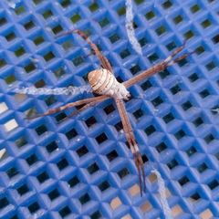 Argiope keyserlingi
