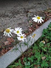 Tripleurospermum inodorum