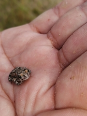 Vandijkophrynus angusticeps