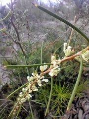 Hakea teretifolia