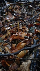 Macrotyphula fistulosa