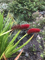 Xeronema callistemon