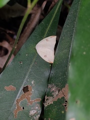 Topomesoides jonasii