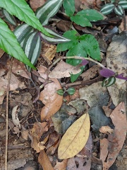 Hypospila