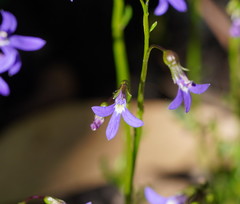 Lobelia gibbosa