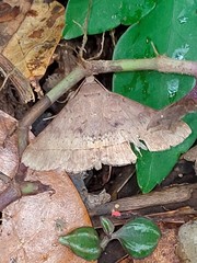 Hypospila