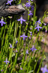Lobelia gibbosa