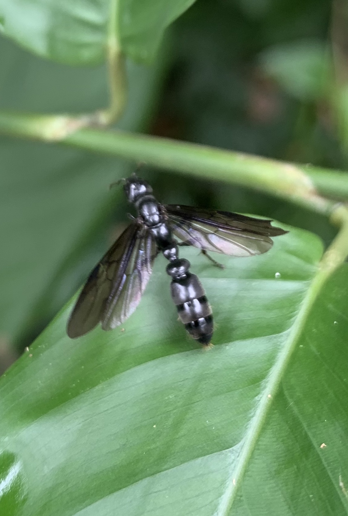 Tetraponera latifrons