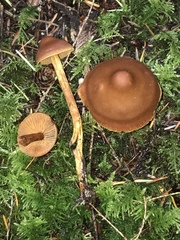 Cortinarius obtusus