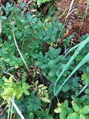 Lonicera villosa