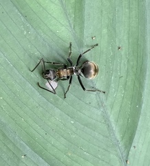 Polyrhachis militaris