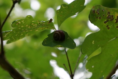 Helicinae