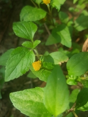 Spilanthes