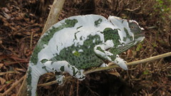 Trioceros deremensis