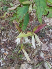 Tripterospermum chinense