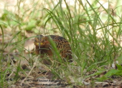 Turnix maculosus