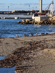 Anas platyrhynchos domesticus